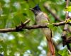 Paradise Flycatcher - Female by Ramasubramaniyan Krishnamoorthy