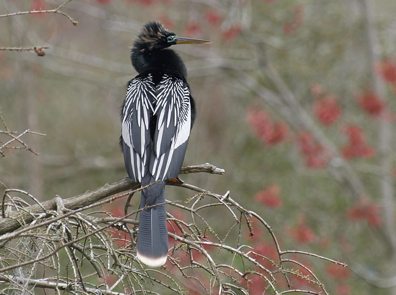 Anhinga