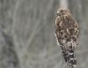 Marsh Hawk