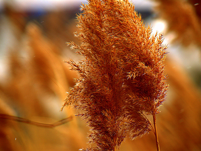 Reeds