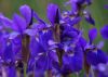 Blue Iris by David Peterson