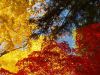 Fall Colors