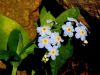Flowers by David Peterson