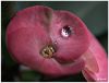 Water Drop on Pink Flower by Heru Wahyudi