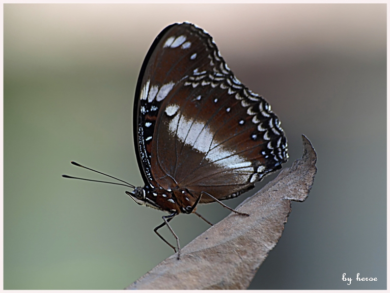 Butterfly In Action