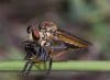 I'm Hungry by Heru Wahyudi