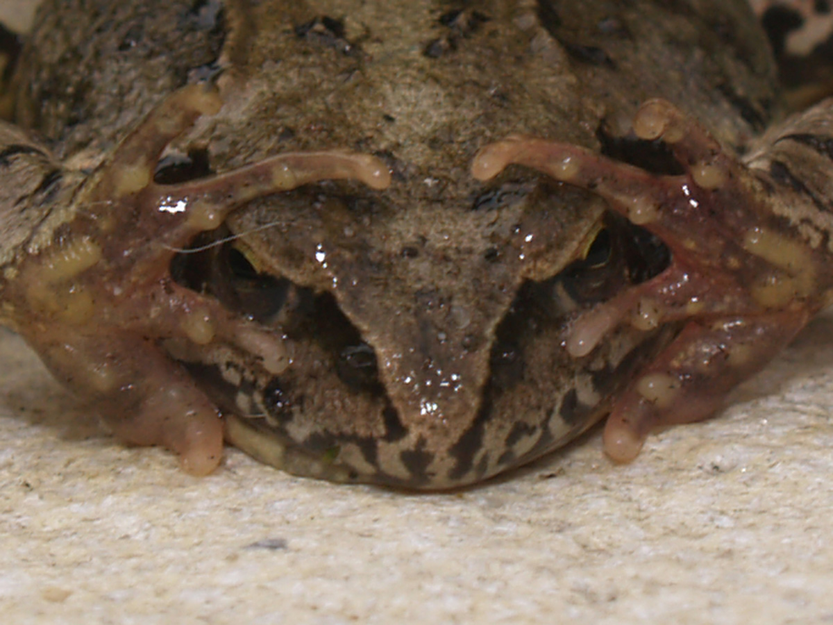 Mara meets frog.....