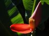 Ornamental Banana flower by Jim Padget