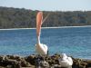 Pelican laughing by Jim Padget
