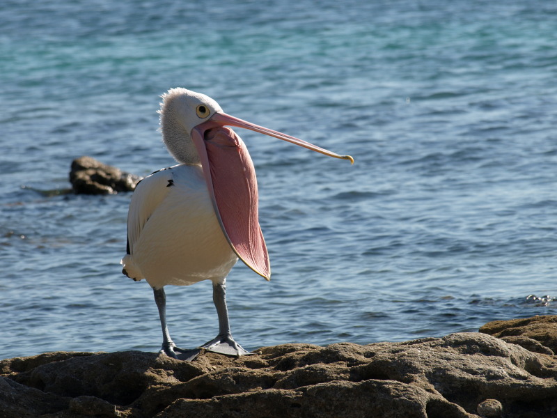 Pelican yawning