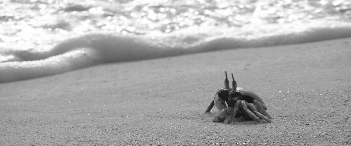 Crab and wave