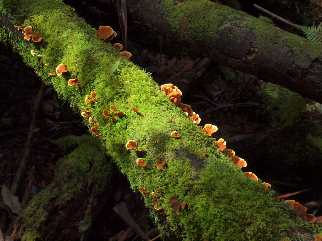 Rainforest log with moss and fungus