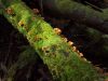 Rainforest log with moss and fungus by Jim Padget