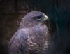 Buzzard