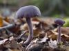 Amethyst Deceiver