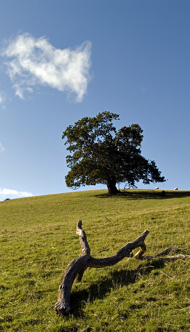 Oak