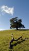 Oak