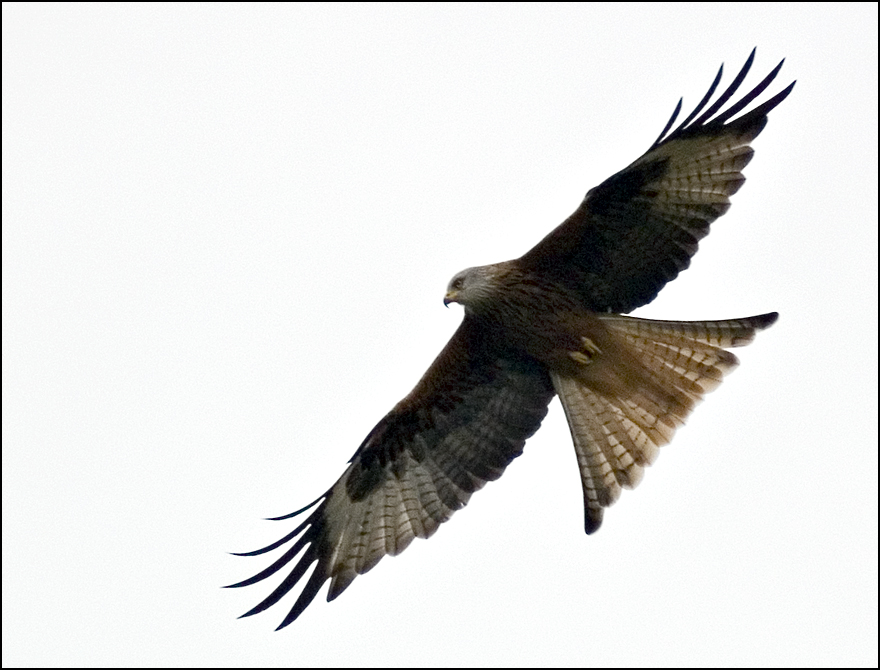 Red Kite