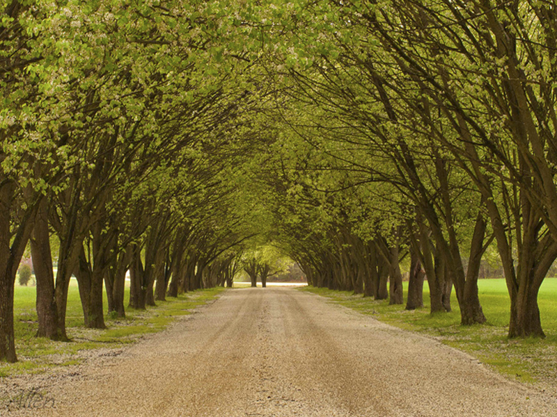 favorite driveway