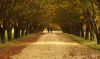 shady driveway by Allen Barth