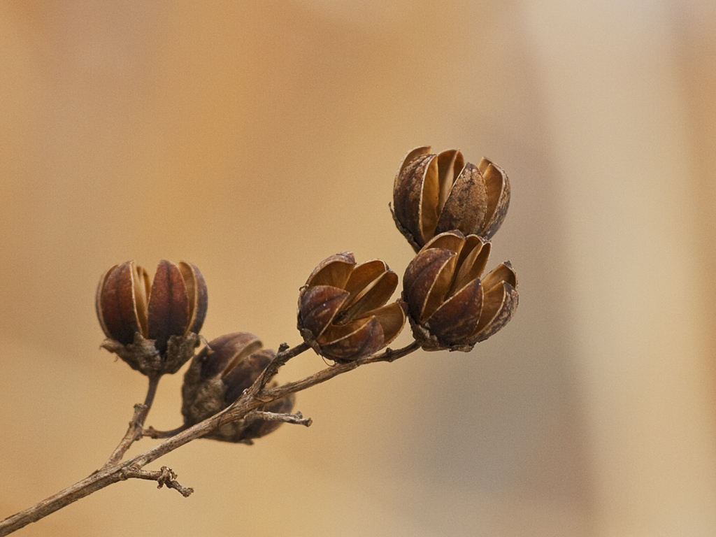 seed pods