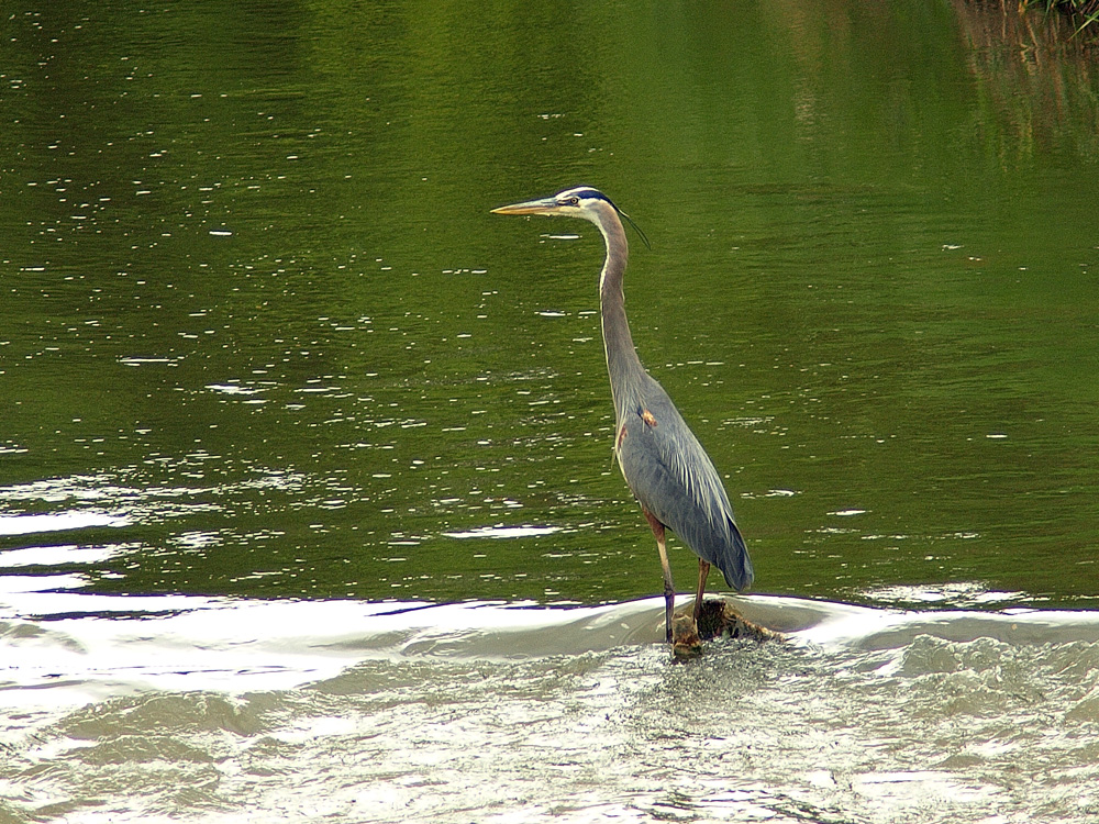 Crane