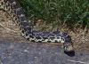 Bull Snake by Neil Macleod