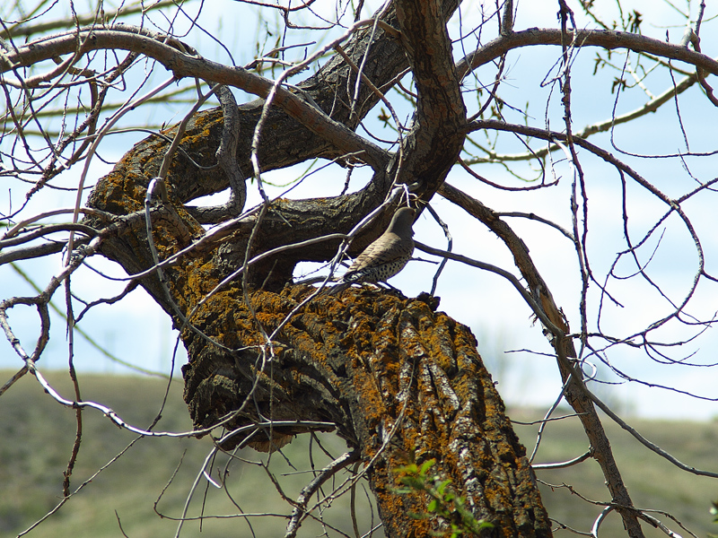 Narled Tree & Woodpecker