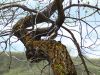 Narled Tree & Woodpecker