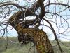 Narled Tree & Woodpecker by Neil Macleod