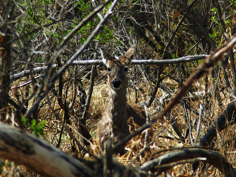 Deer (2)