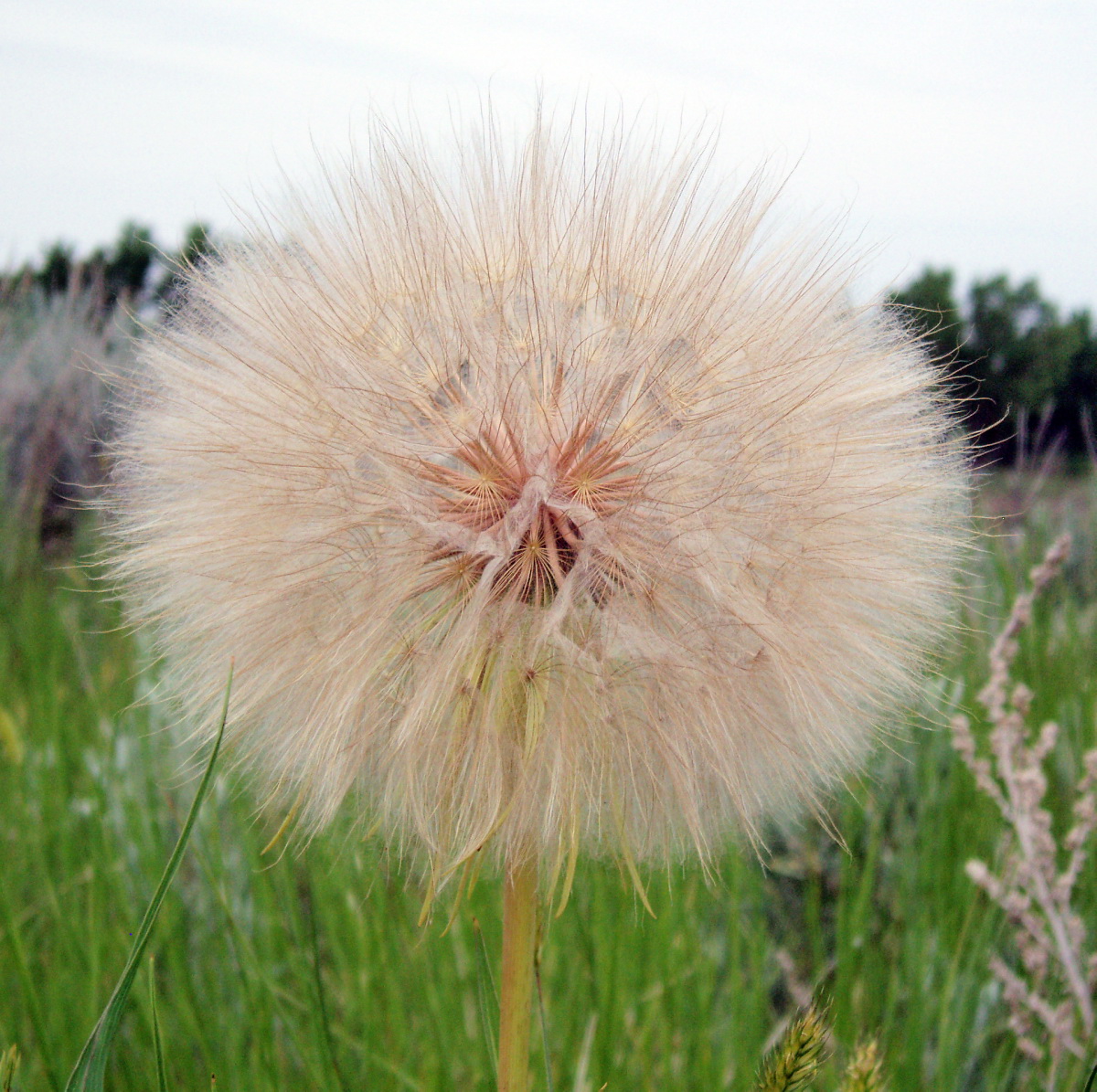DandeLion
