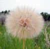 DandeLion by Neil Macleod
