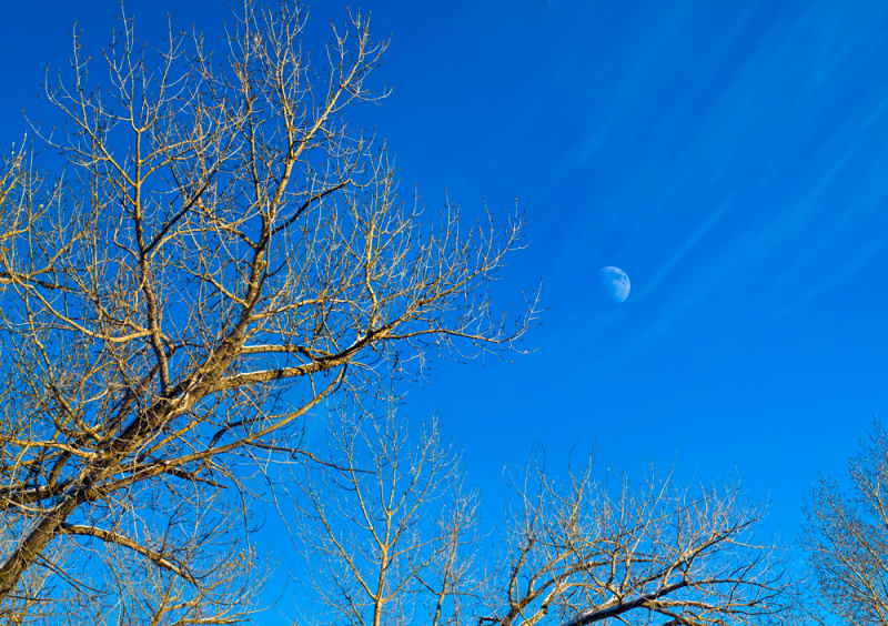 Day Moon
