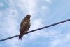 Osprey (3)