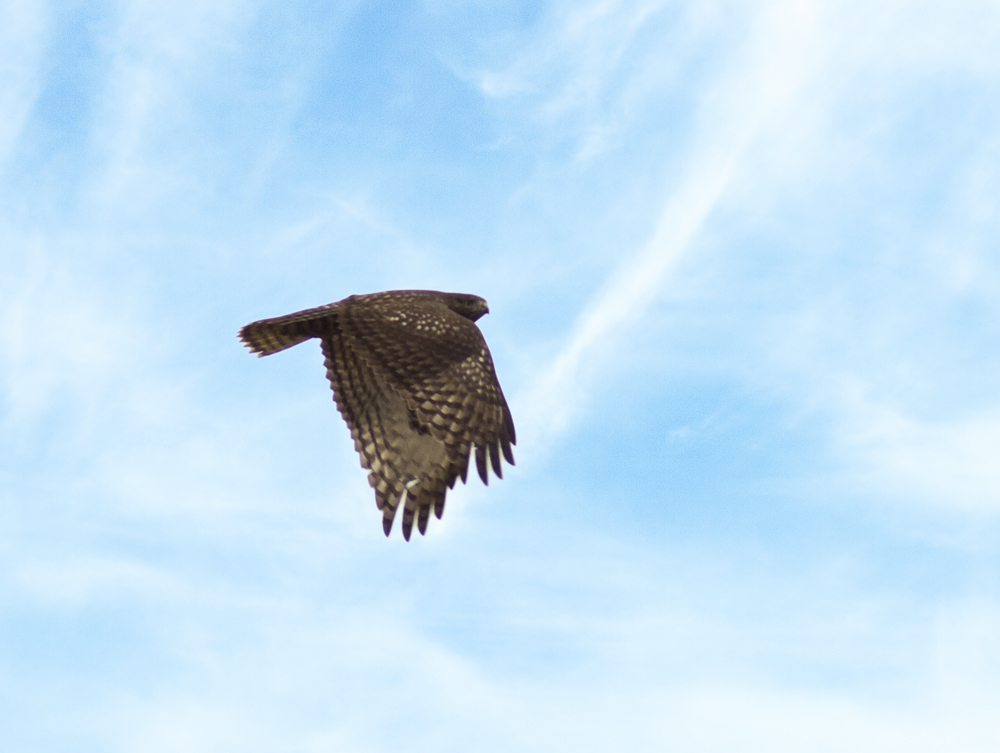 Osprey (2)
