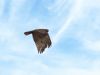 Osprey (2)