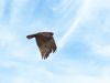 Osprey (2) by Neil Macleod