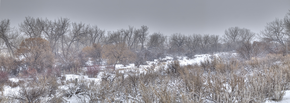 Winter Storm back