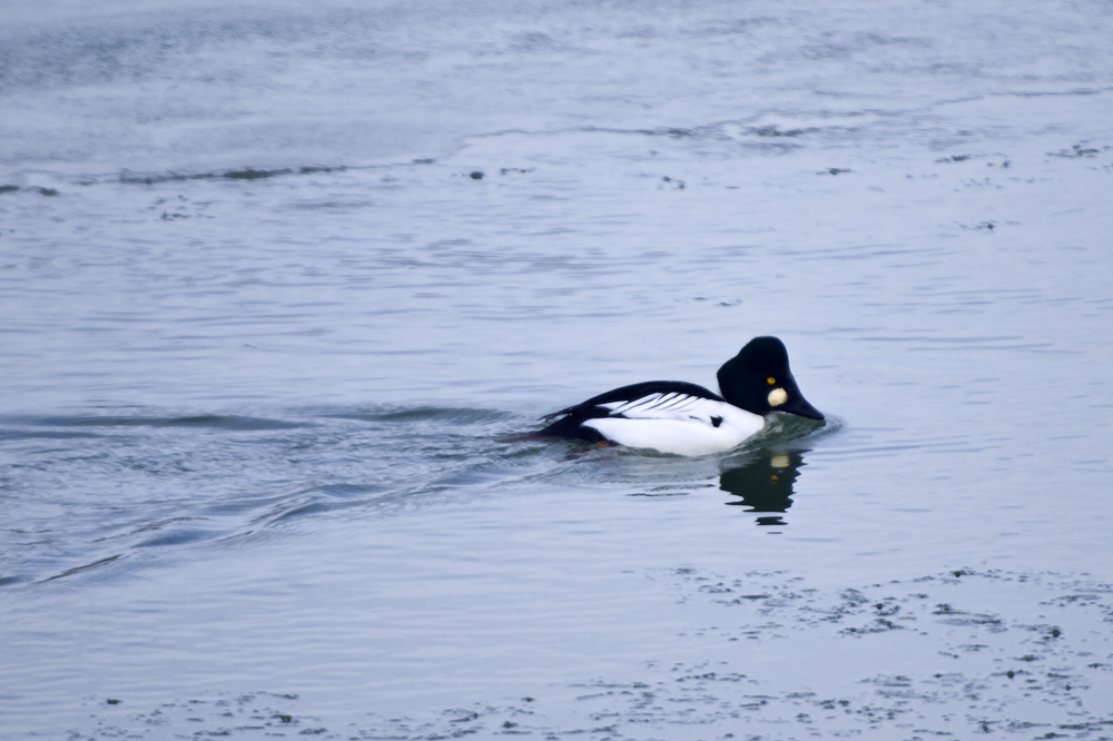 Common Goldeneye