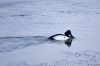 Common Goldeneye by Neil Macleod