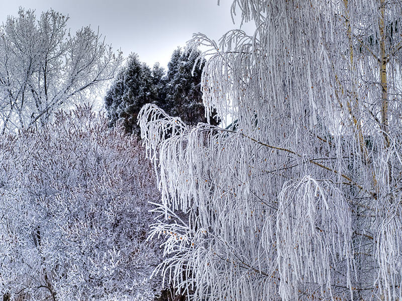 Hoar frost