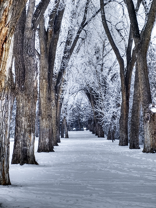 Hoar Frost (2)