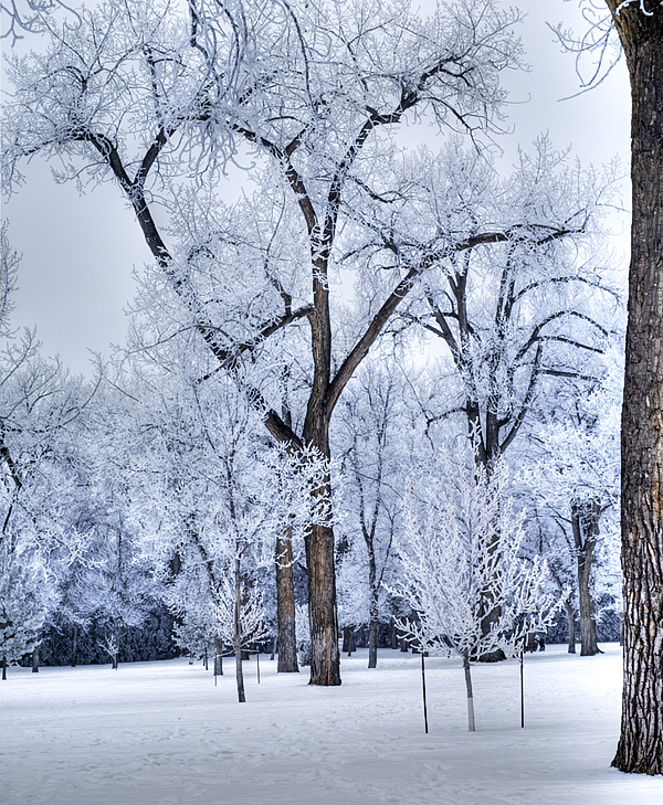 Hoar Frost (3)