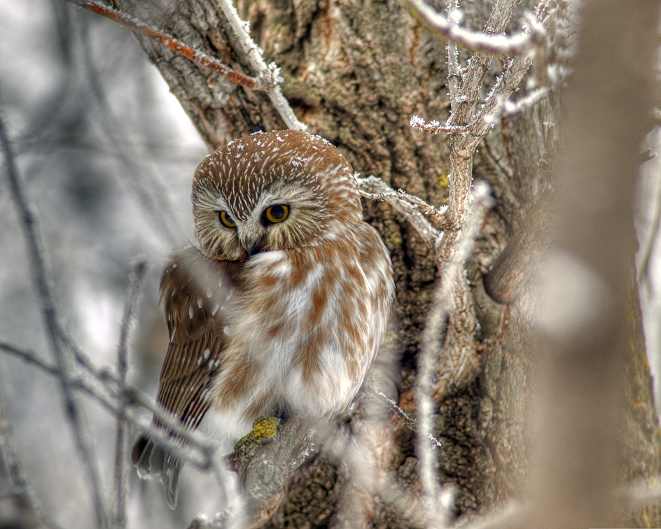 Pygmy Owl