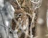 Pygmy Owl