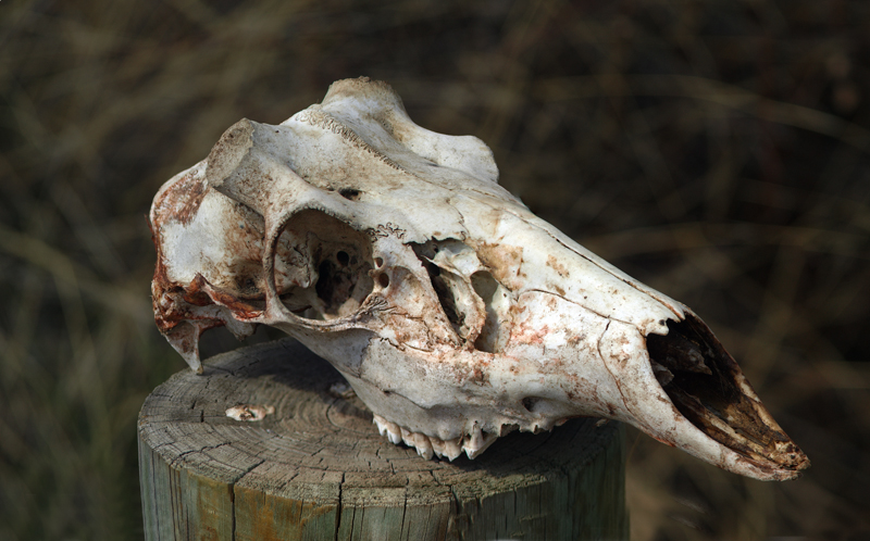 Deer Skull