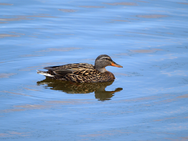 Female Duck