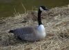 Goose by Neil Macleod