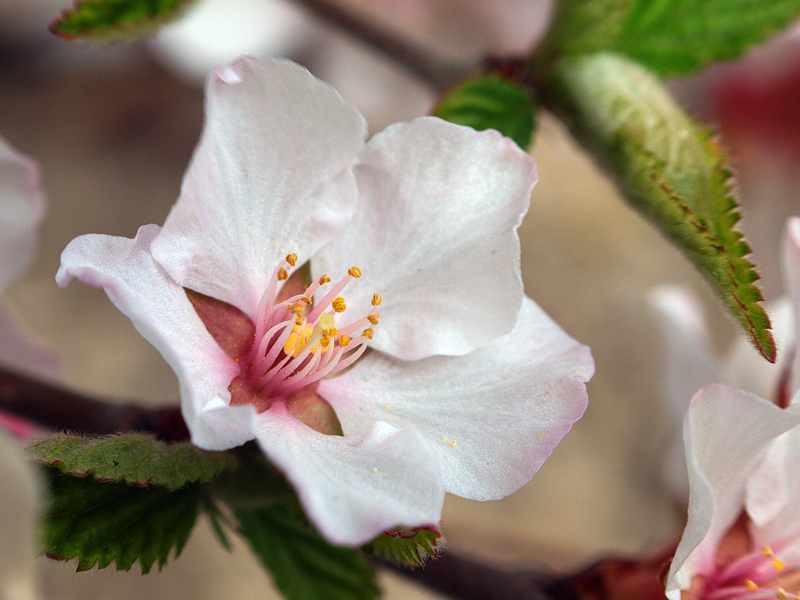 Cheery Blossom